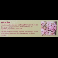 Famille Ericacees ou Ericaceae (txt)